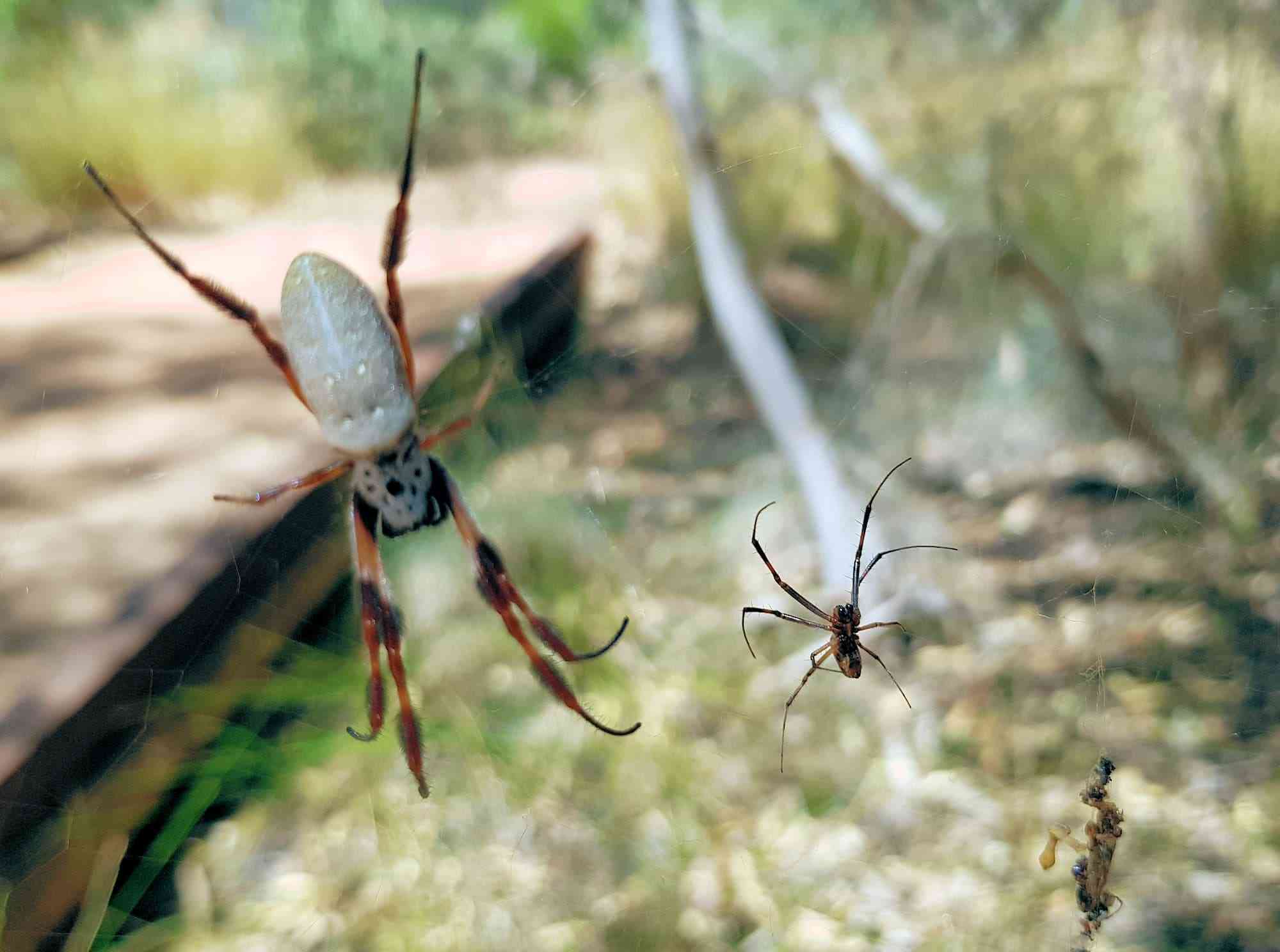Male orb-weaver spiders have detachable genitals. 

When they finish mating, they leave it in the female and run, so she doesn't eat them. The detachable penis keeps pumping sperm even after their owner has moved on. | MirrorLog